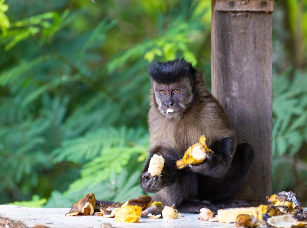 Macaco macaco-prego em uma área rural no Brasil alimentando-se de frutas luz natural foco seletivo
