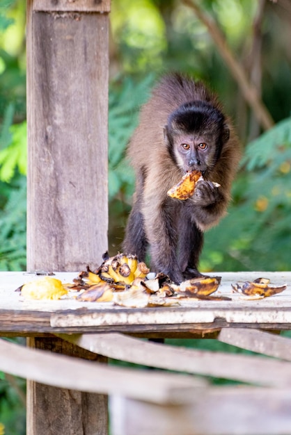 Macaco macaco-prego em uma área rural no Brasil alimentando-se de frutas luz natural foco seletivo