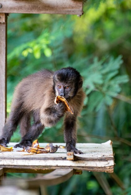 Macaco macaco-prego em uma área rural no Brasil alimentando-se de frutas luz natural foco seletivo