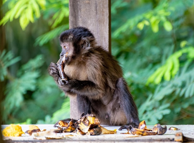 Macaco macaco-prego em uma área rural no Brasil alimentando-se de frutas luz natural foco seletivo