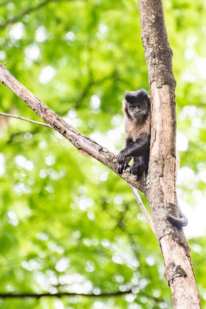 Macaco macaco-prego em uma floresta no Brasil entre árvores em foco seletivo de luz natural