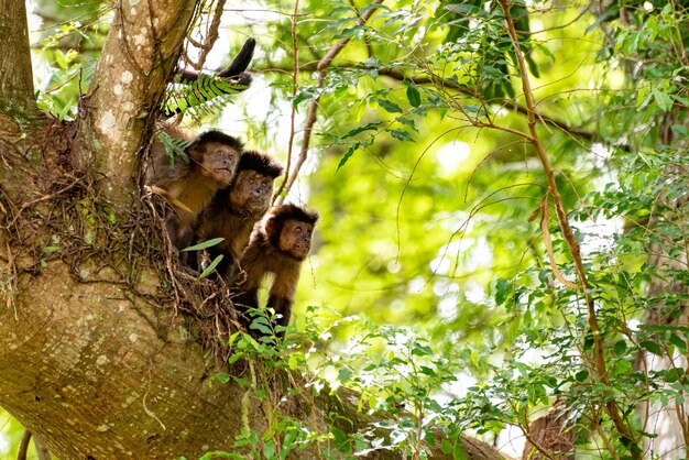 Macaco macaco-prego em uma floresta no Brasil entre árvores em foco seletivo de luz natural