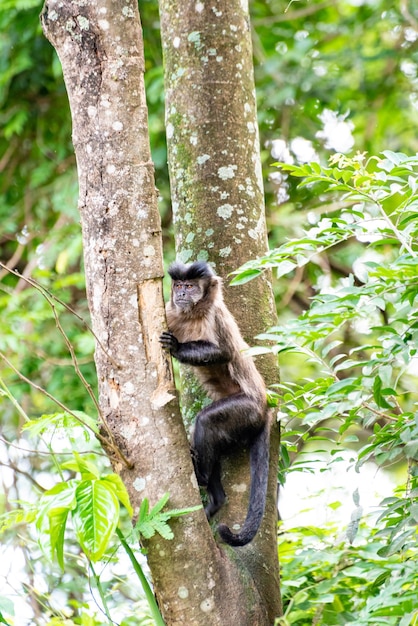 Macaco macaco-prego em uma floresta no Brasil entre árvores em foco seletivo de luz natural