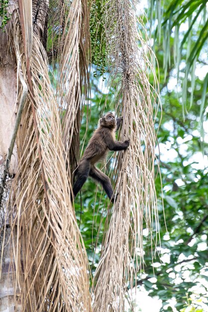 Macaco macaco-prego em uma floresta no Brasil entre árvores em foco seletivo de luz natural