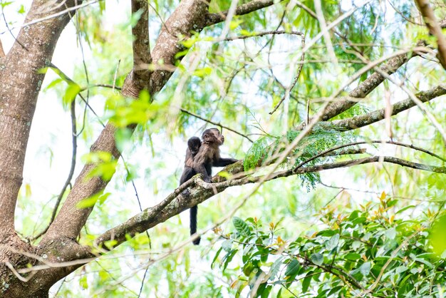 Macaco macaco-prego em uma floresta no Brasil entre árvores em foco seletivo de luz natural