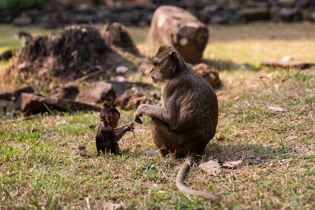 Macaco macacos mãe e bebê macaco