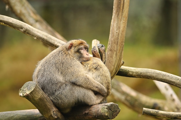 Macaco macaque na natureza