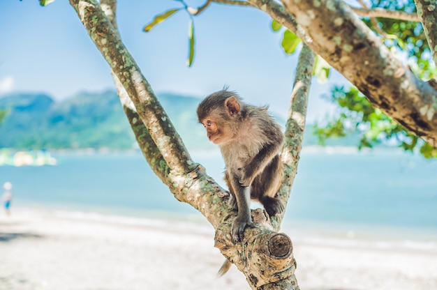 Macaco Macaque sentado em uma árvore