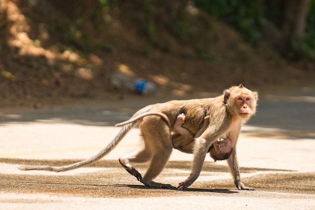 Macaco mãe com seu bebê fofo