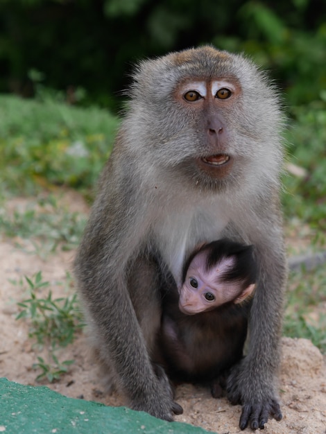 macaco mãe