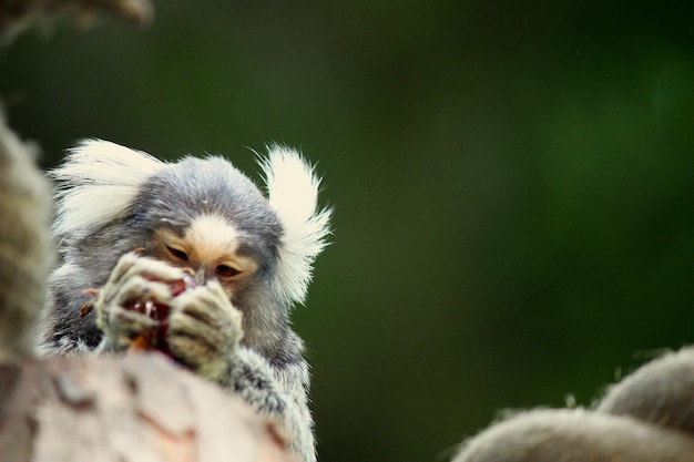 Foto macaco marmoseto comendo uva
