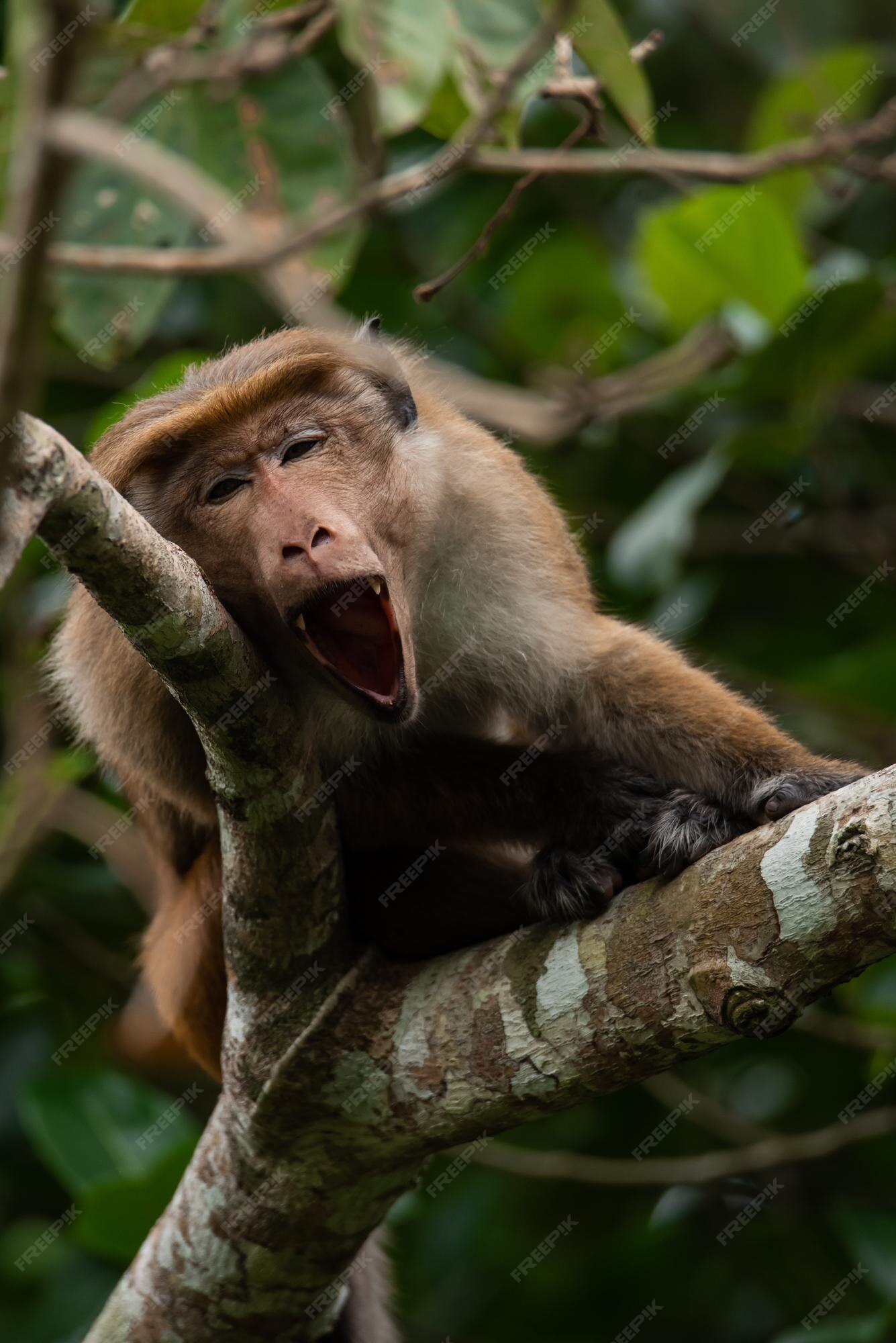 Macacos engraçados em uma árvore