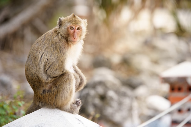 macacos fofos vivem nos templos da tailândia. 15935604 Foto de