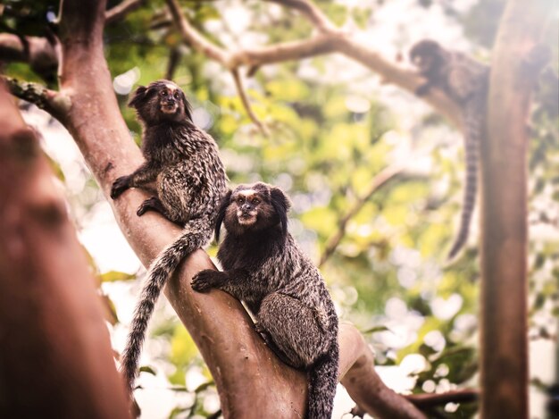 Foto macaco mico-leão brasileiro, espécie ameaçada de extinção na américa do sul.