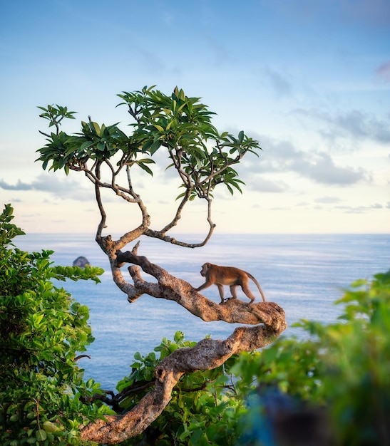 Macaco na árvore Animais em estado selvagem Paisagem durante o pôr do sol Kelingking praia Nusa Penida Bali Indonésia Viagem imagem