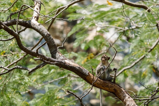 Macaco na árvore na floresta