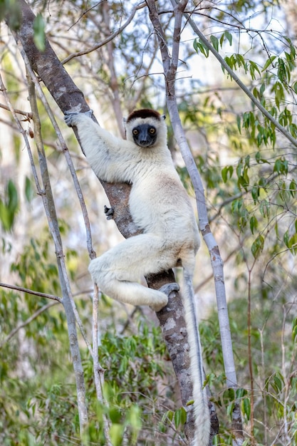 Foto macaco na árvore