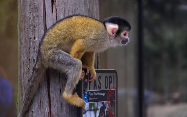 Macaco na árvore