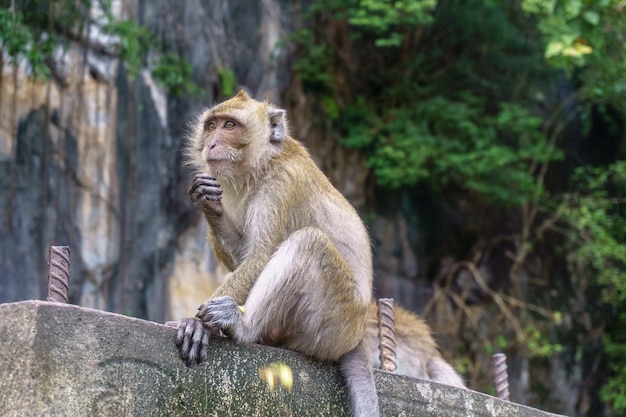 Macaco na árvore