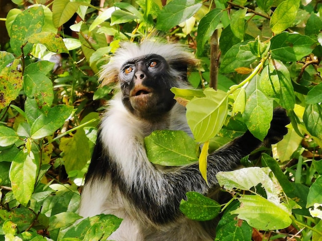 Foto macaco na árvore.