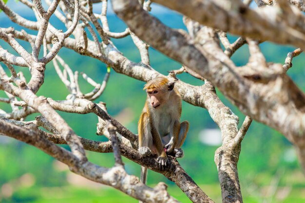 Macaco na árvore