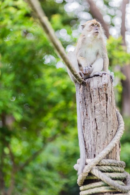 macaco na coluna de madeira na floresta