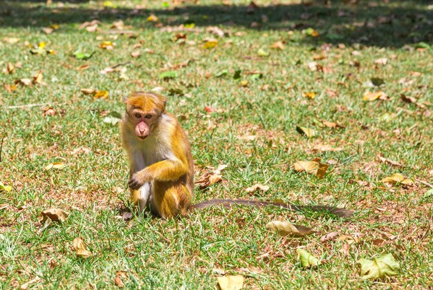 Macaco na fauna tropical do ceilão, jovem macaco