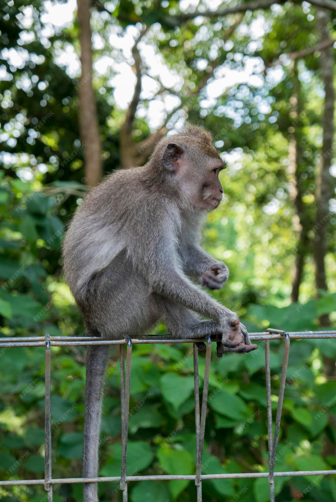 Foto de Macacos Engraçados Na Floresta Do Macaco Bali Indonésia e mais  fotos de stock de Animais em Extinção - iStock