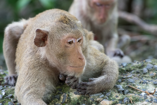 Macaco na floresta