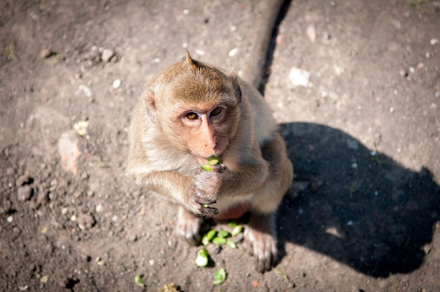 Foto macaco na frente do templo em lopburi