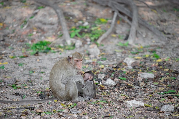 Macaco na montanha em Chonburi da Tailândia