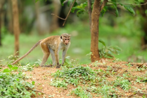 Macaco na natureza viva. país do sri lanka