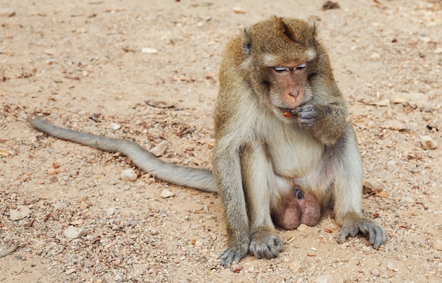 Macaco na natureza