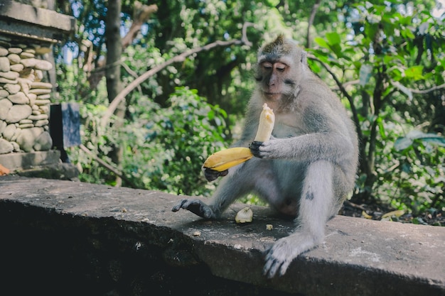 Macaco na parede de pedra