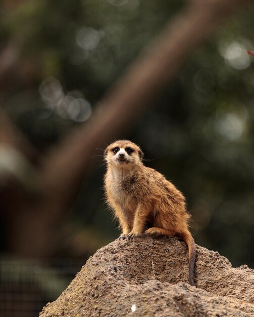 Foto macaco na parede de pedra