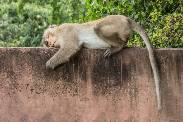 Macaco na parede