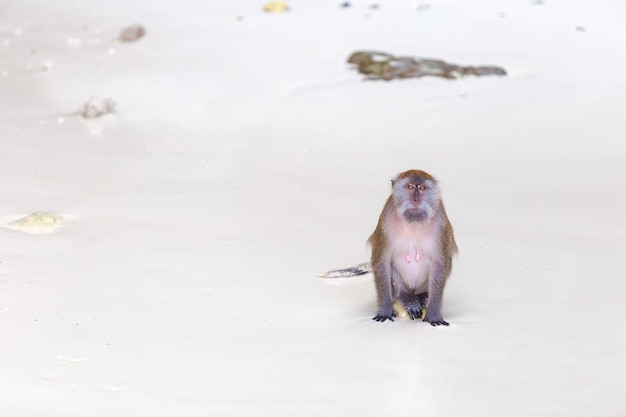 Macaco na praia