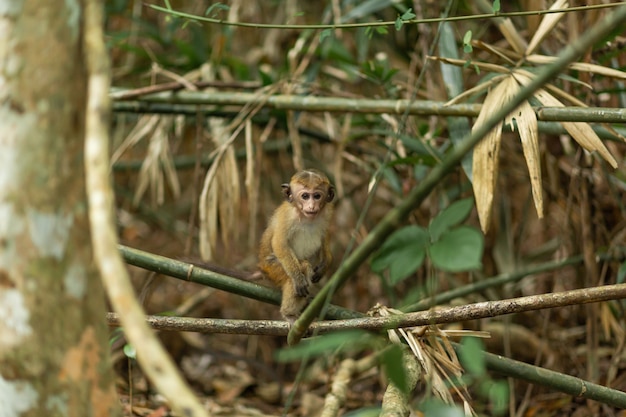 Macaco na selva. Hábitat natural de perto.