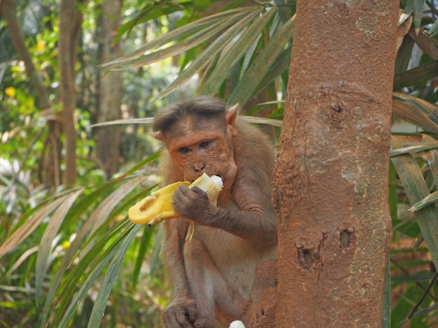 Macaco na selva, sentado em uma árvore e comendo uma banana