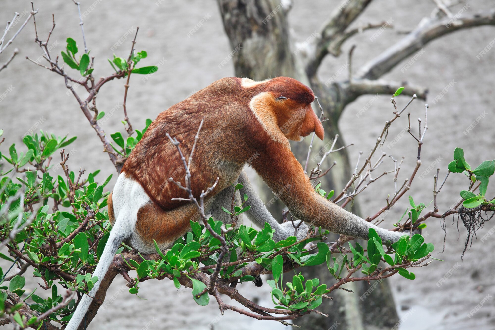 retrato de macaco-narigudo macho na área de conservação de kalimantan,  indonésia. endêmica de Bornéu. nariz de macaco enorme. 6603656 Foto de  stock no Vecteezy