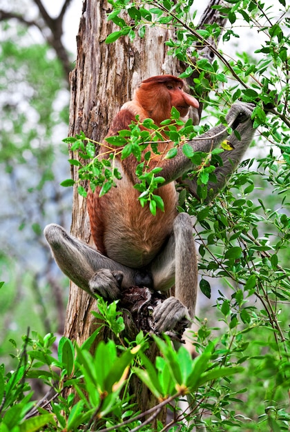 Macaco-narigudo na Malásia