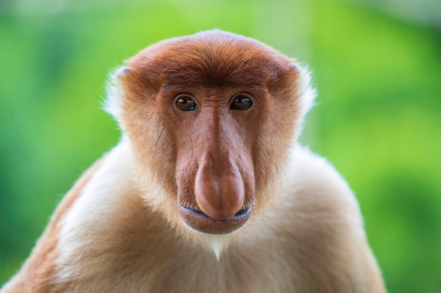 Macaco-narigudo selvagem ou Nasalis larvatus, na floresta tropical de Bornéu, Malásia