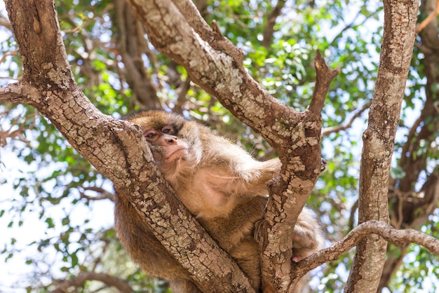 Macaco nas árvores Marrocos