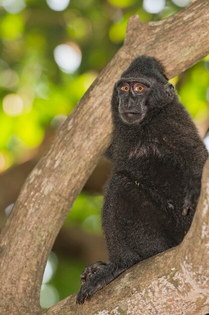 Macaco negro con cresta mientras te mira en el bosque