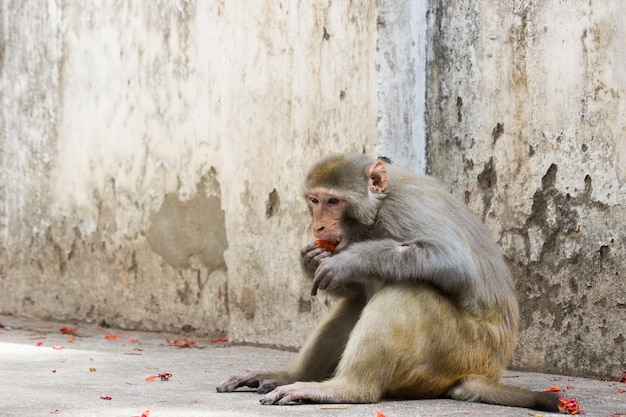 Macaco no chão comendo