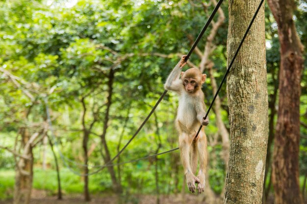 Macaco no fio na floresta tropical em Hainan