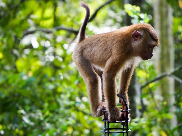 Foto macaco no galho da árvore