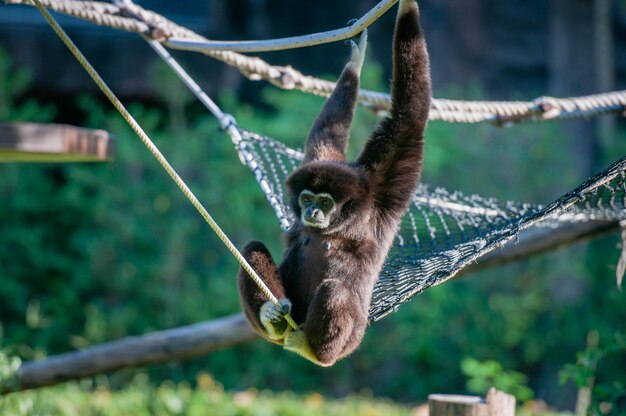 Foto macaco no galho