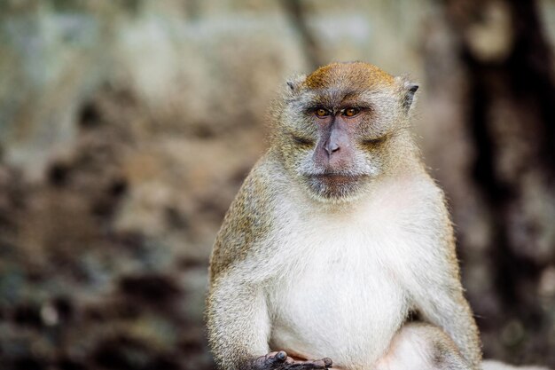 Macaco no parque ao ar livre