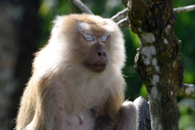 macaco no ramo de árvore